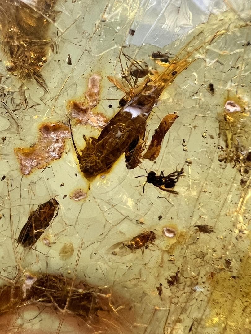 虫入り琥珀　多種多様な虫を内包した　バルティック　アンバー　バルト海沿岸地域産