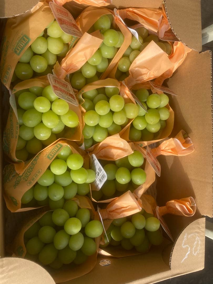 長野産　シャインマスカット10房　約５キロ