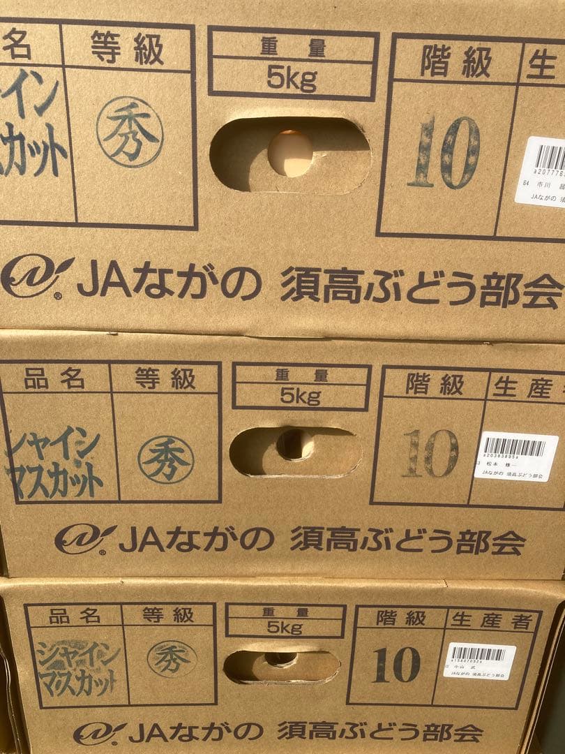 長野産　シャインマスカット10房　約５キロ