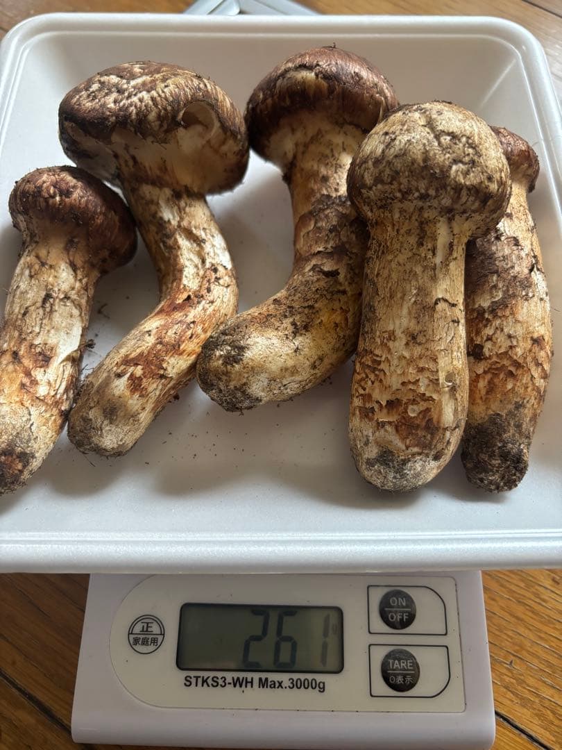 青森県産　松茸　マツタケ　261g