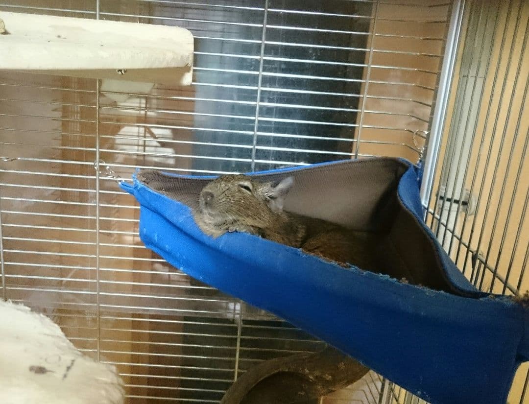 【オーダー専用】デグーハンモック 三角コーナータイプ