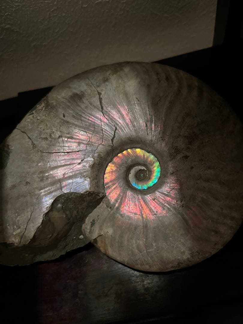 虹入りアンモナイト化石　大きめサイズ13.5cm アンモライト