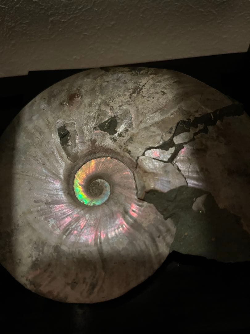 虹入りアンモナイト化石　大きめサイズ13.5cm アンモライト