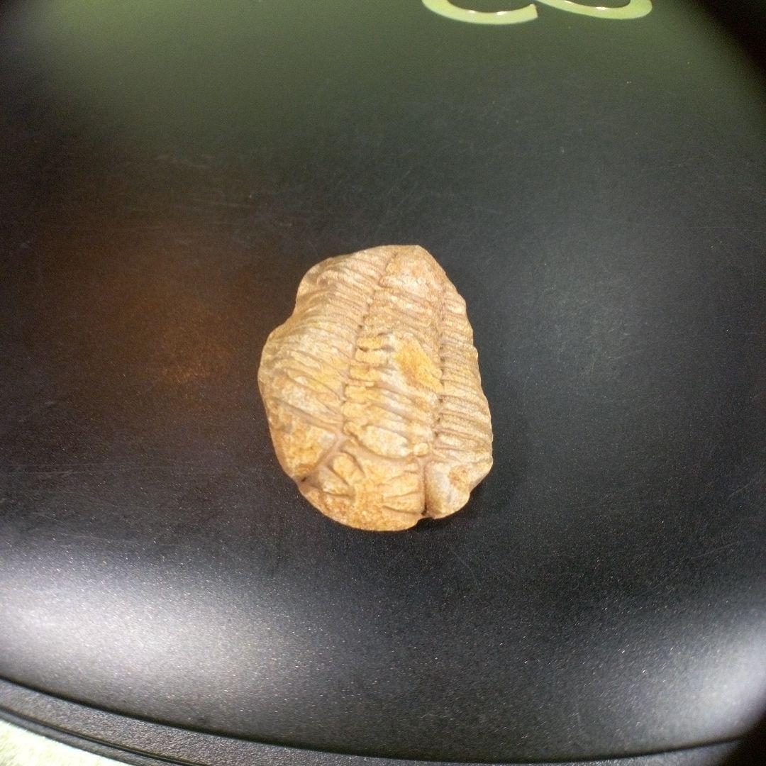 三葉虫　化石　fossil　海　ボリビア産　trilobite　海生動物網⑤