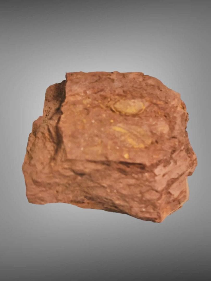 コレクション放出 Virgulaxonia elegans 中国雲南省 化石