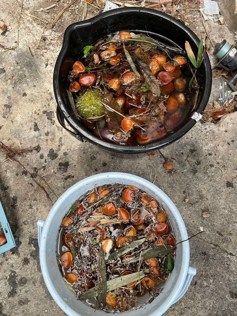 栗（栗きんとん用）　リピーター限定