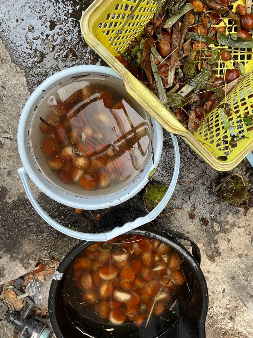 栗（栗きんとん用）　リピーター限定