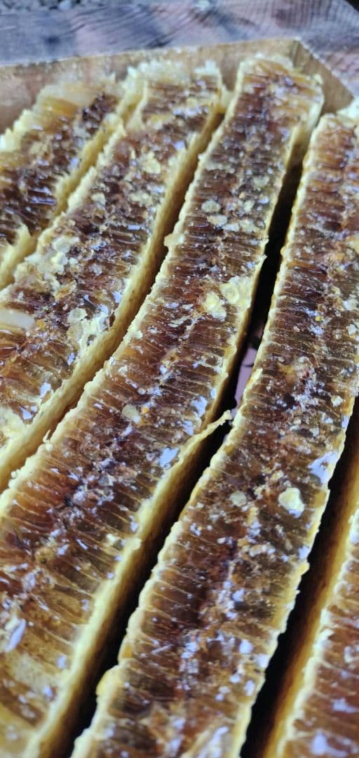 採れたて新鮮！日本蜜蜂の巣蜜