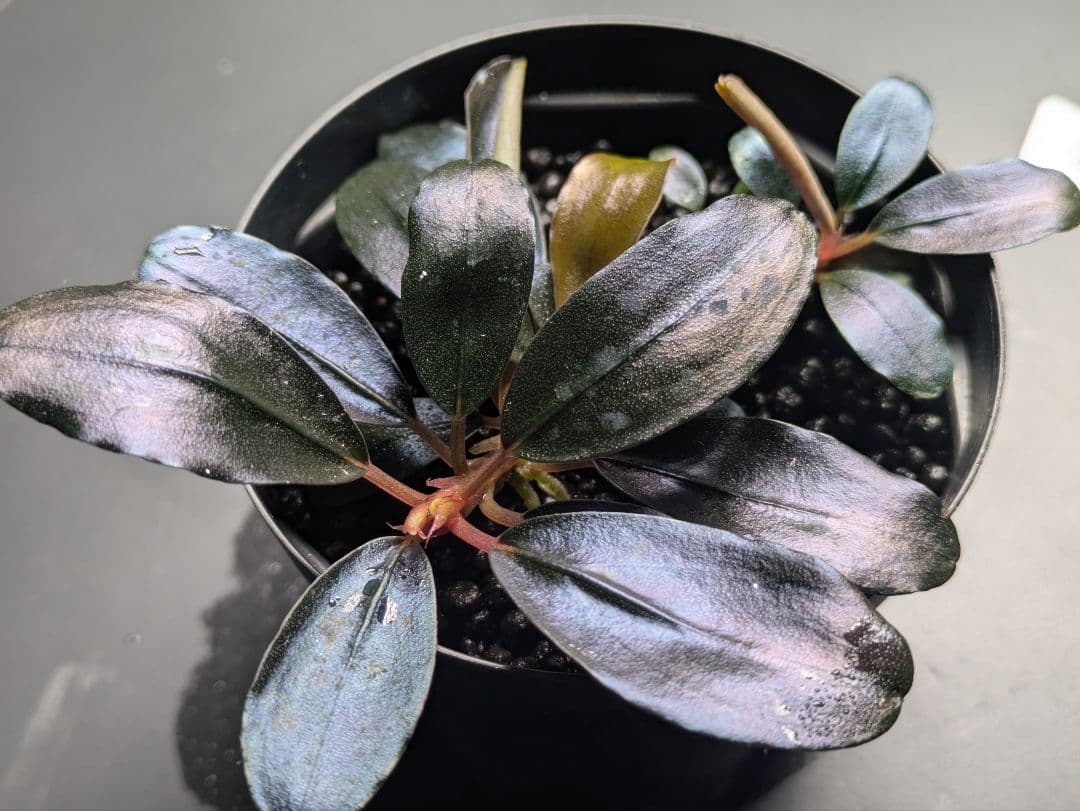 水草 JJJJJ Bucephalandra.immortal darkness