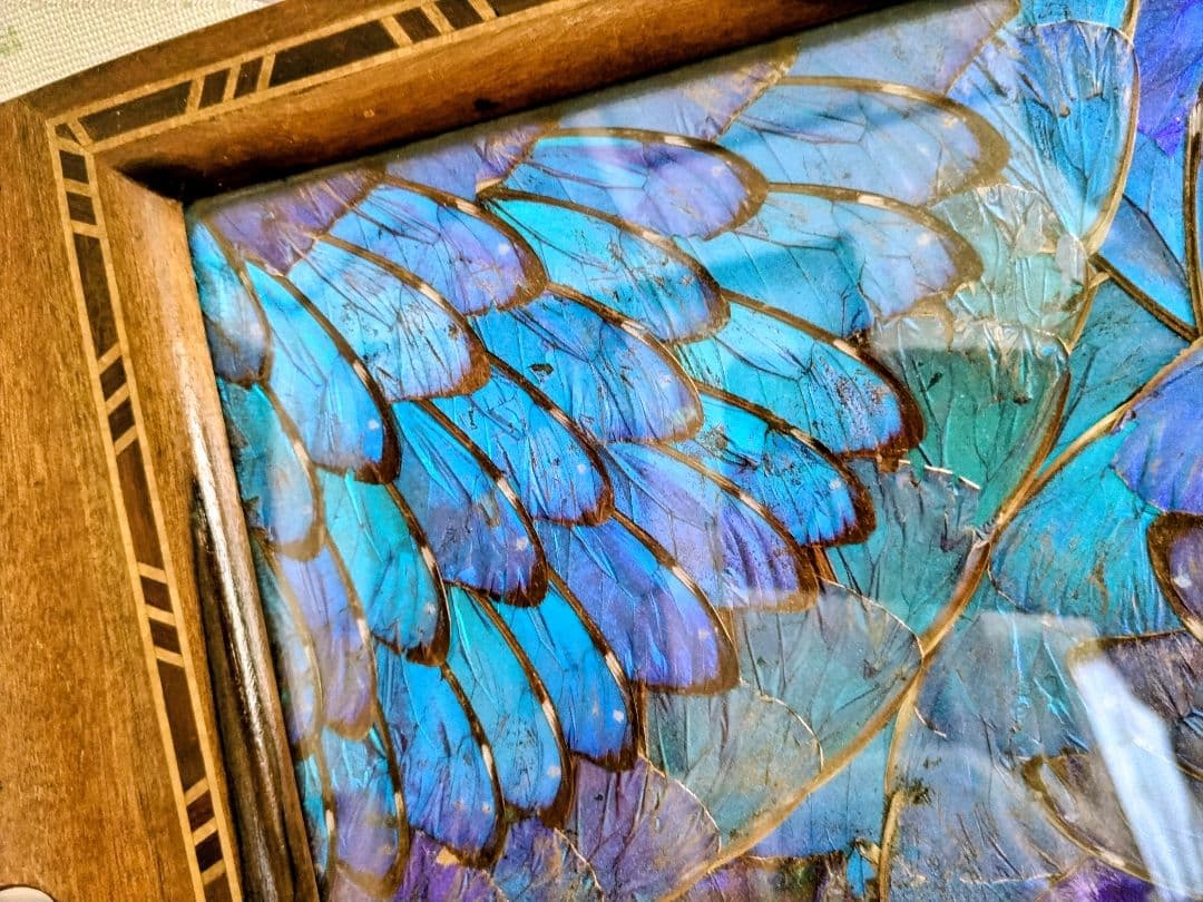 【希少レア 美品】蝶 トレー 美術品 アンティーク 昭和