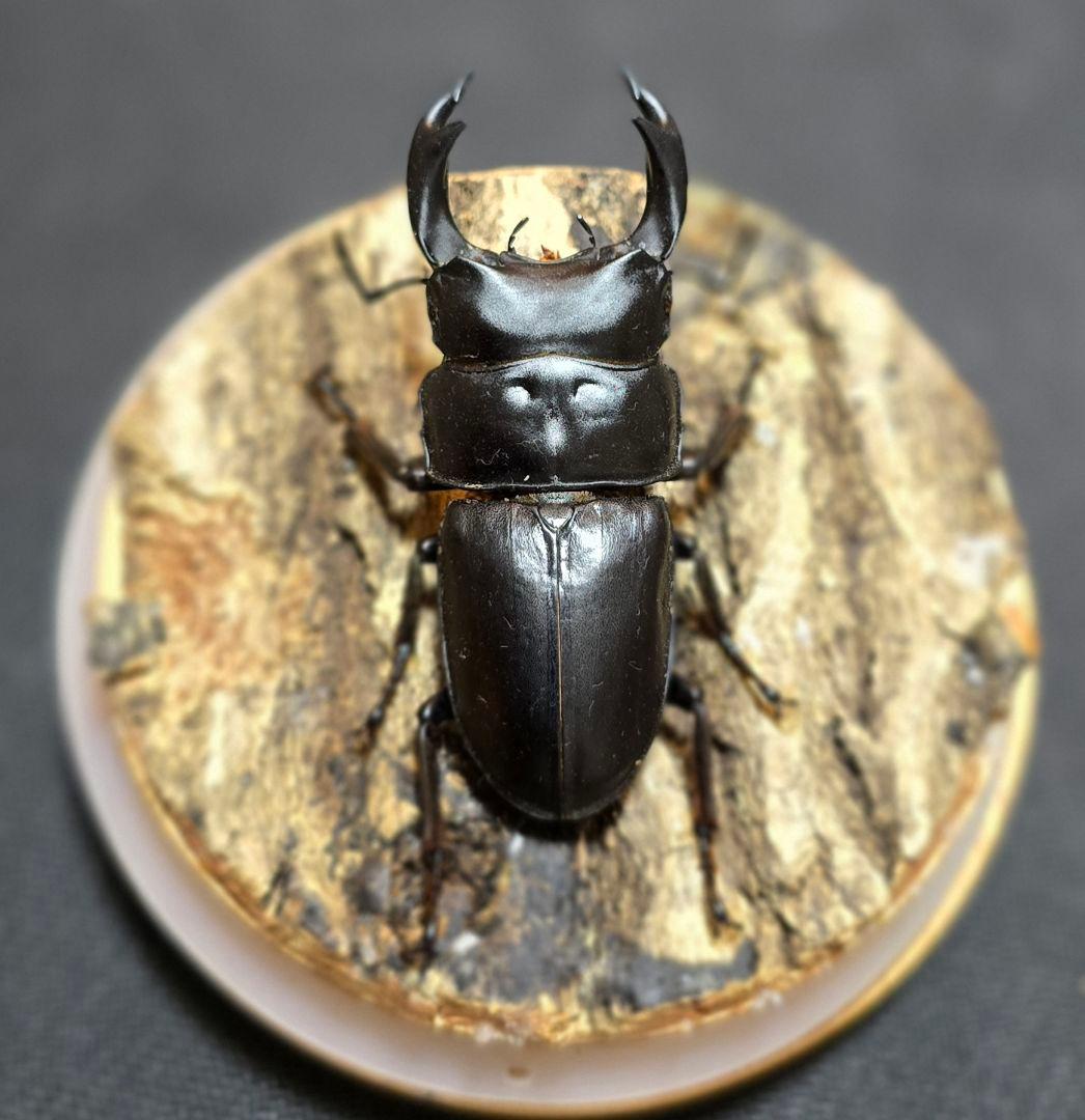 オオクワガタ ミヤマクワガタ 標本 ジオラマ 風