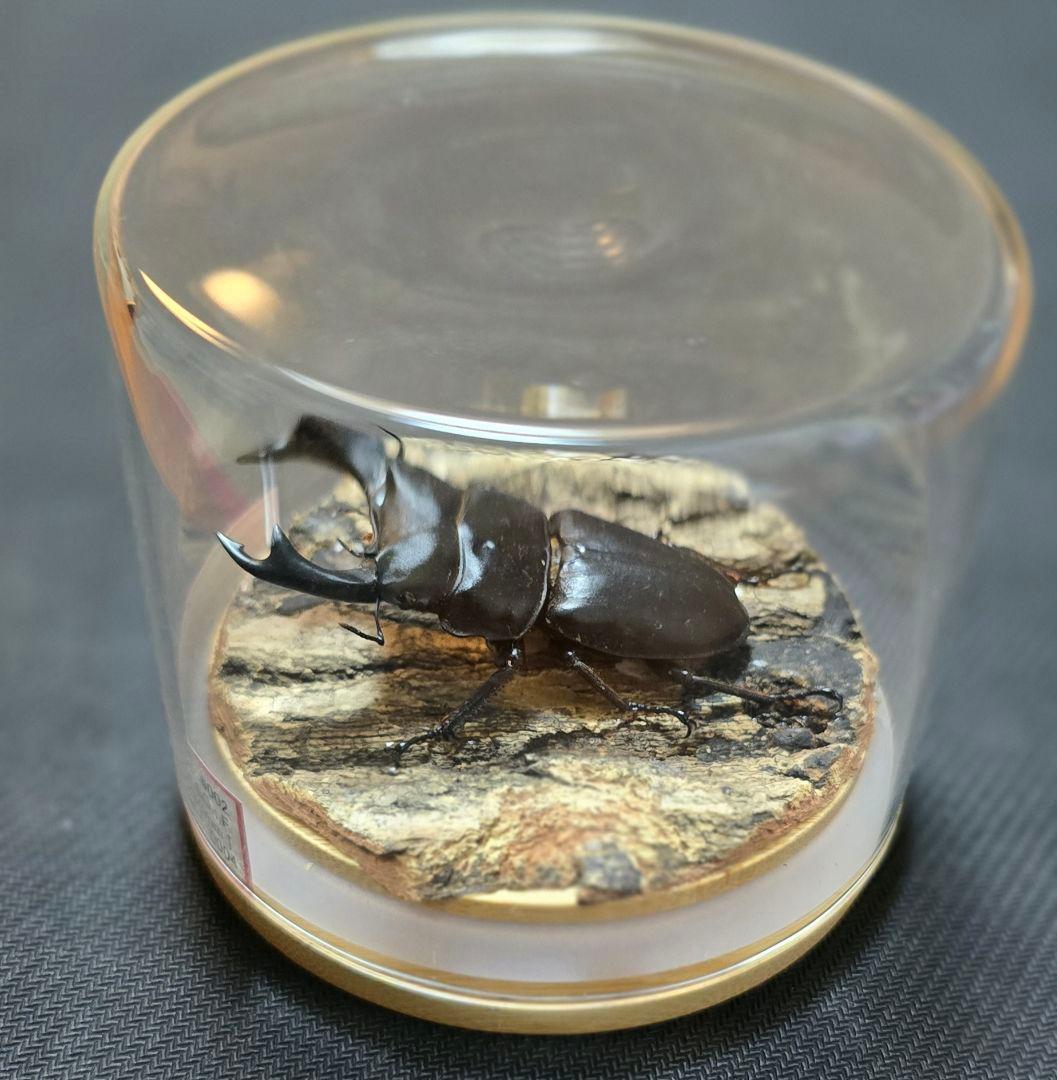 オオクワガタ ミヤマクワガタ 標本 ジオラマ 風