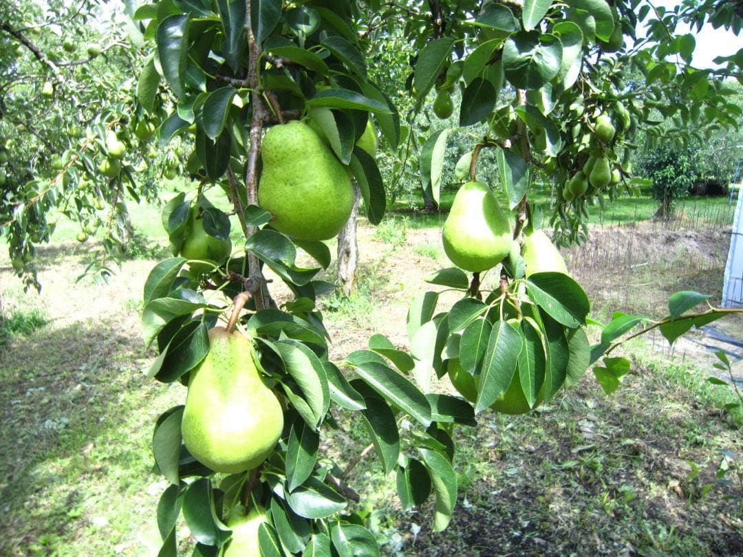 青森県 南部地方産 硬い洋梨(バートレット)大きい順に総重量 約24㎏農園直送⑨
