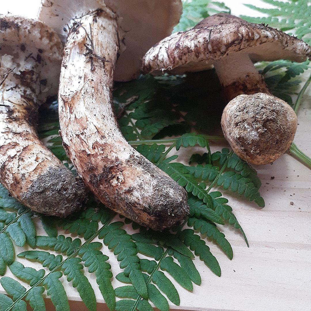 10/13 11時収穫 長野県産 松茸 国産 松茸 203g