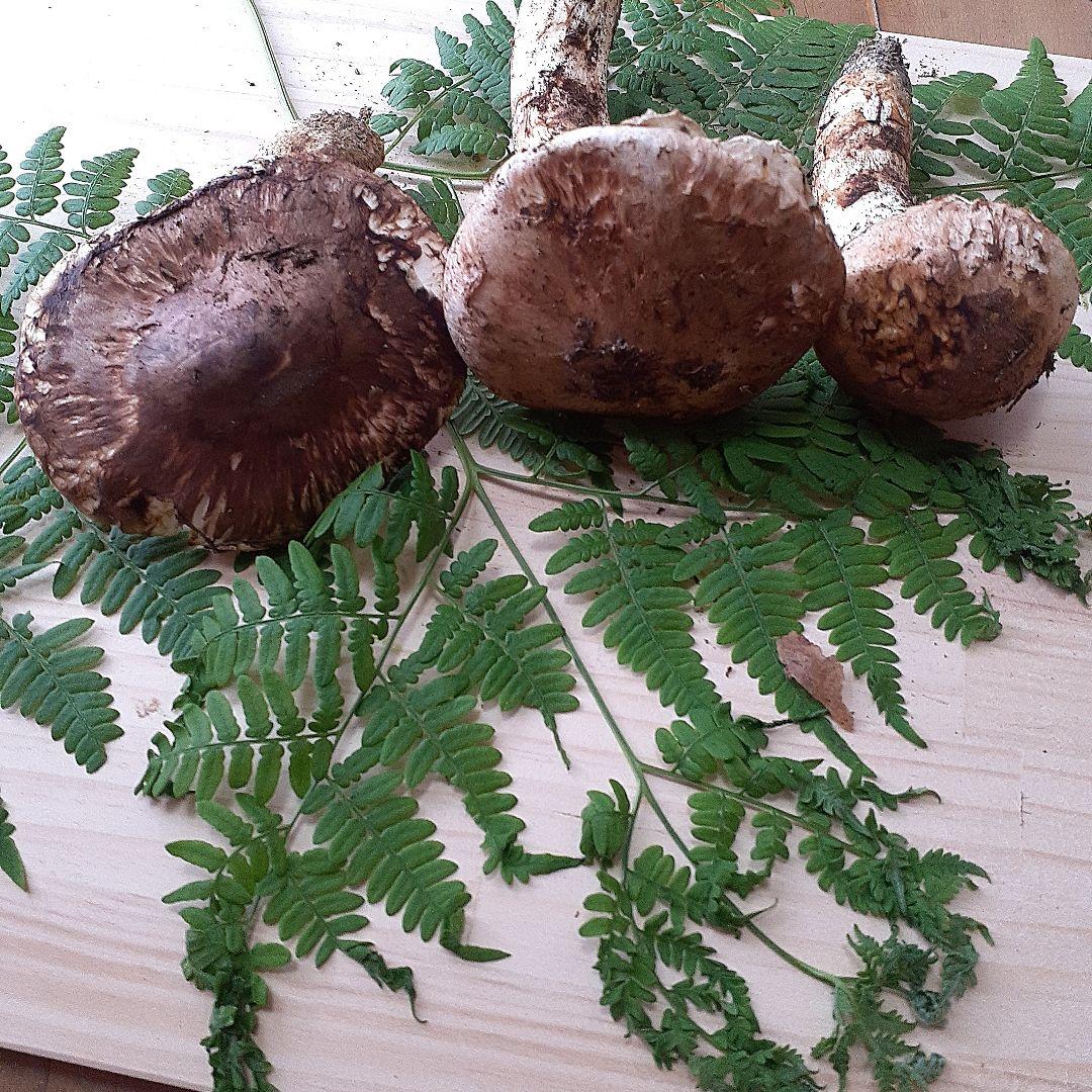 10/13 11時収穫 長野県産 松茸 国産 松茸 203g