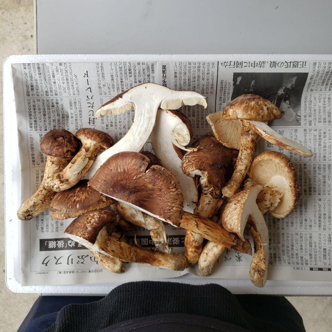 岩手三陸産松茸キズ有り700g