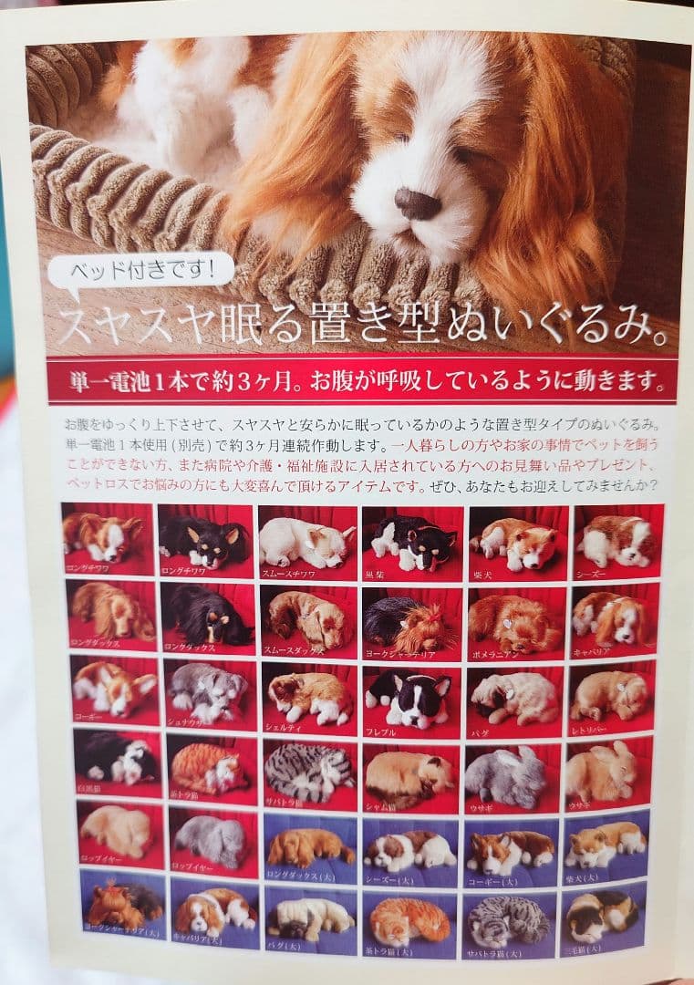 パーフェクトペット 黒柴