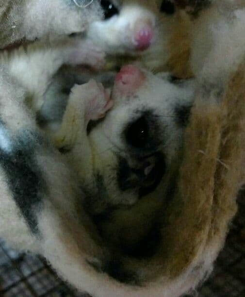 モモンガハウス(猫・カフェ)ボア茶  1800円