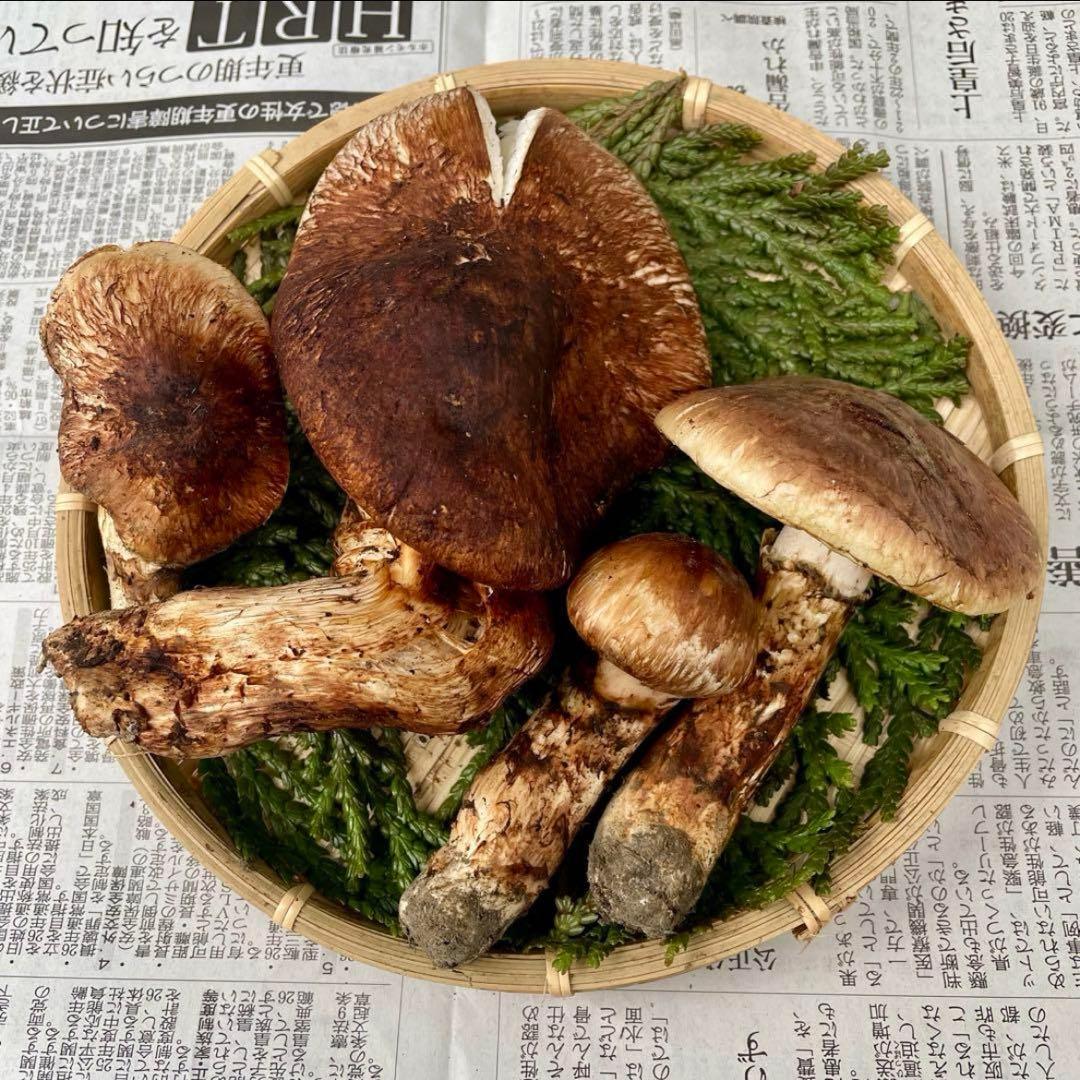 天然きのこ 松茸 国産 マツタケ まつたけ 大自然の凛さん採取その185