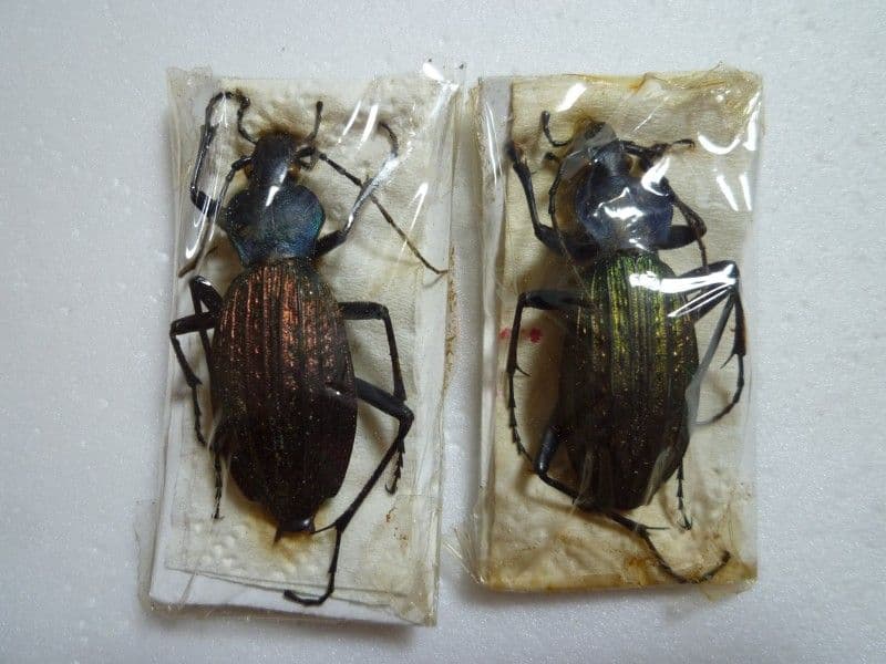 【外国産蝶標本】リンパリスモルフォ♂/ペルー産/82mm