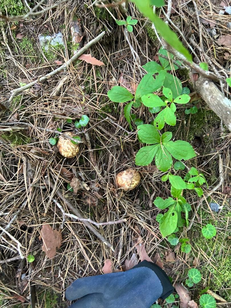 岩手県産松茸 126ｇ