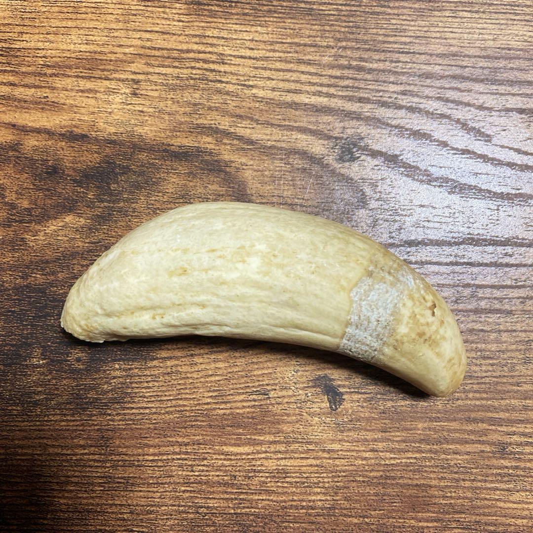 【希少・当時物】マッコウクジラの歯 3本セット（合計 約399g）鯨歯