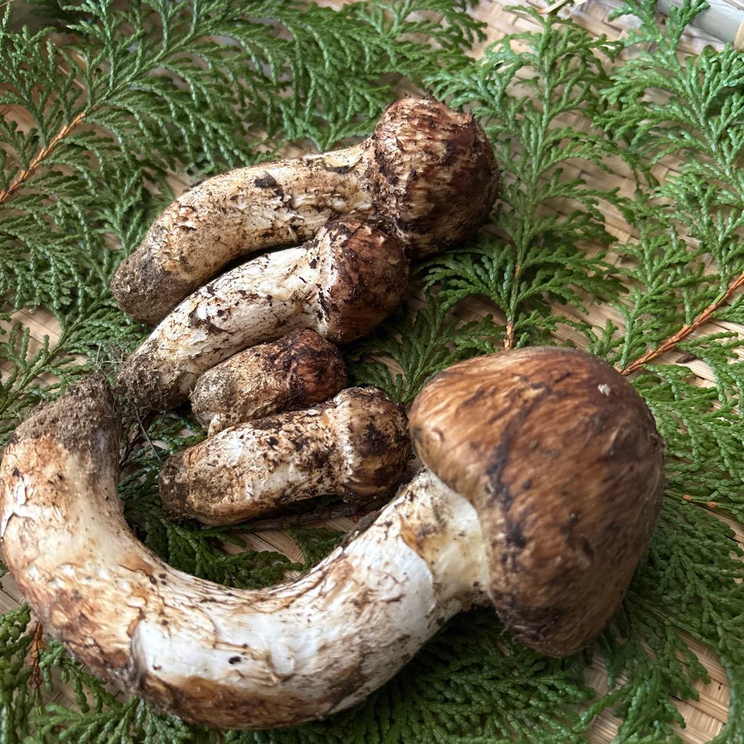 長野県南信州産‼️松茸 5本セット 213g 10/17朝採れ