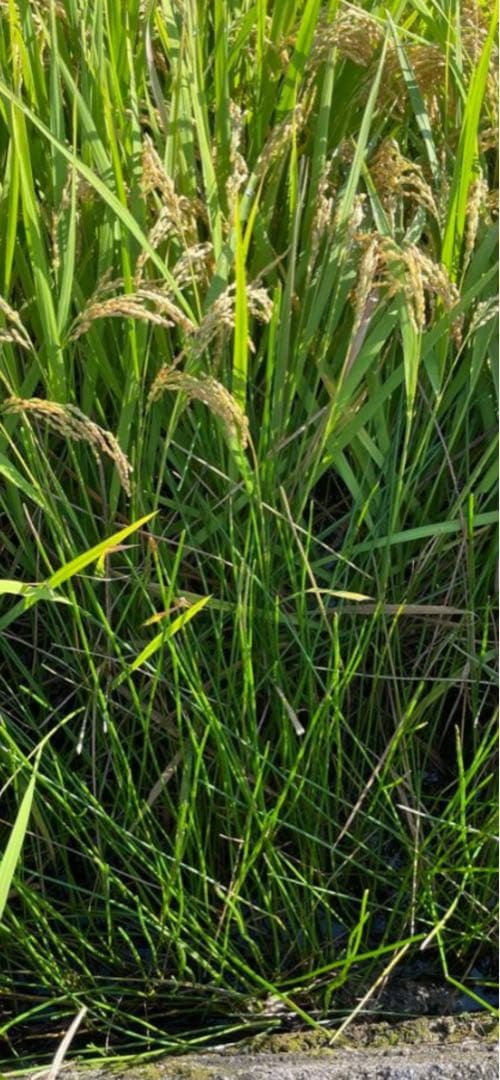 奈良県産自然栽培ヒノヒカリ20kg玄米