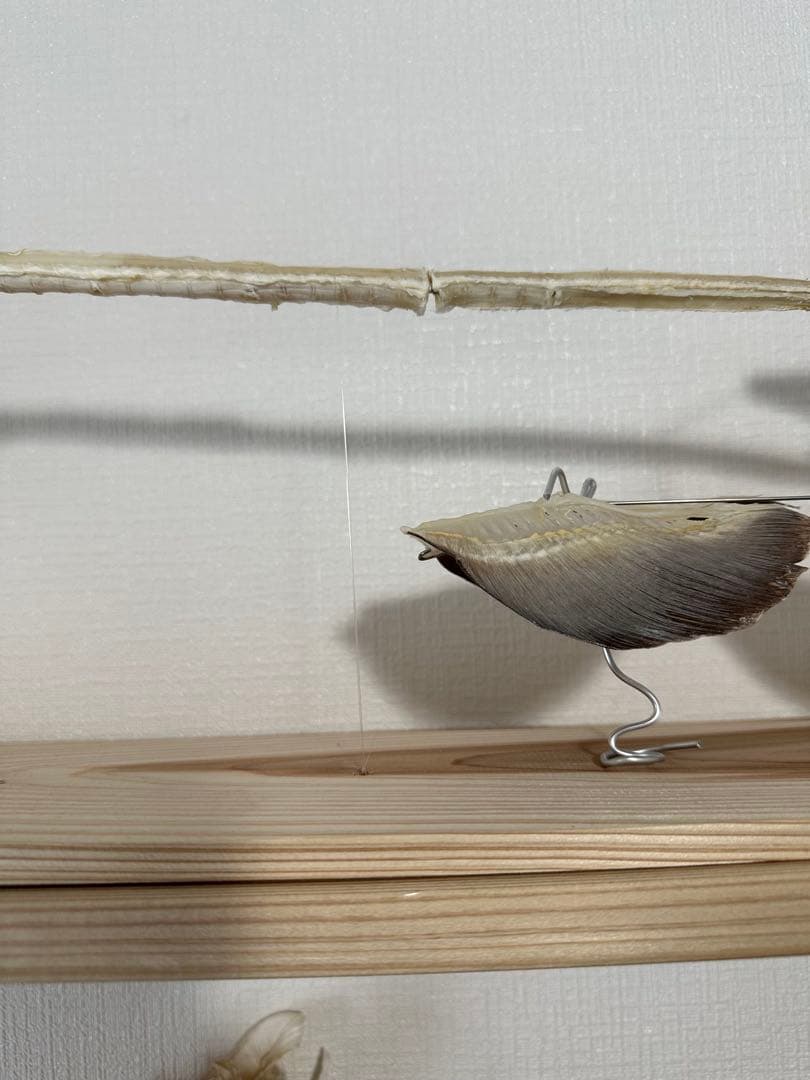 ラブカ 全身骨格