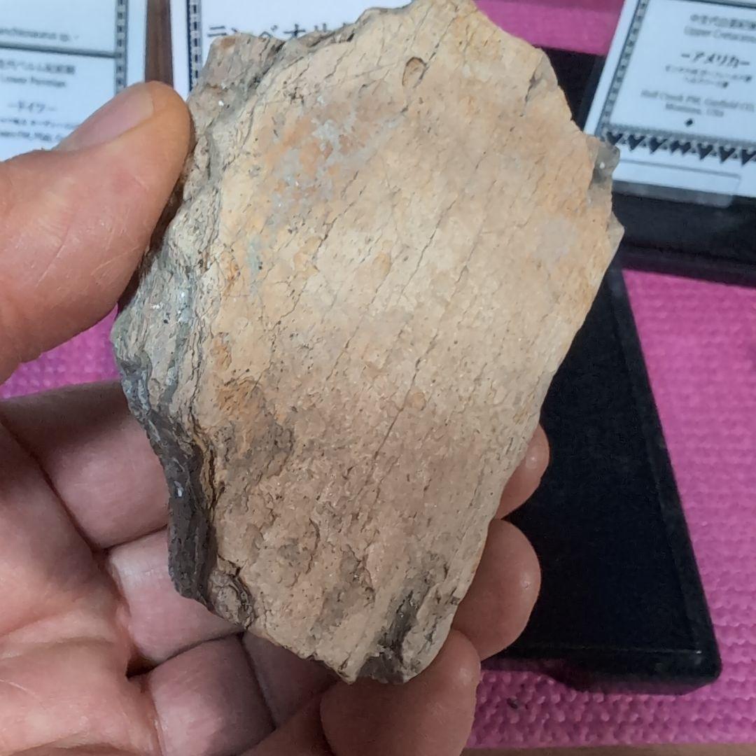 本物　ランベオサウルス　頬骨化石　186グラム　ラベル付き