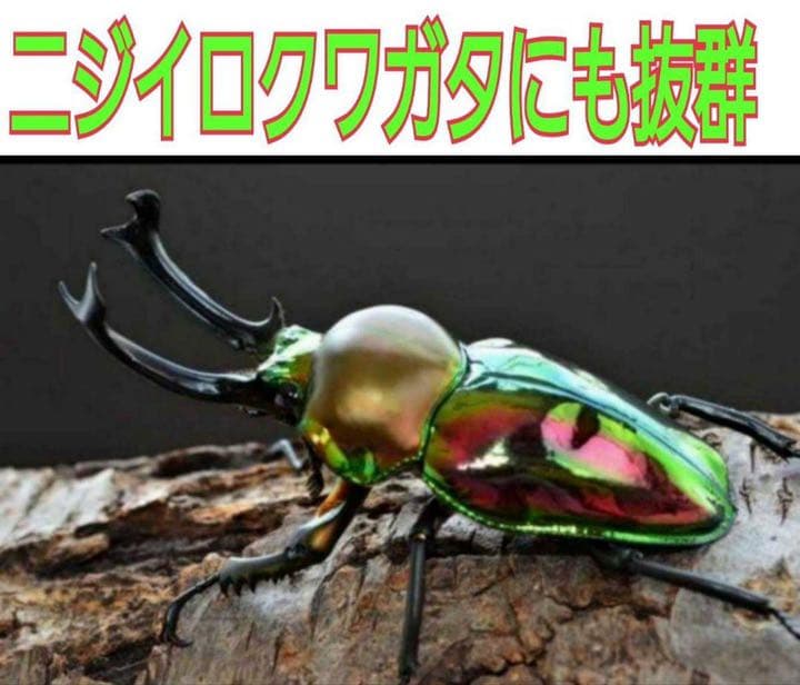 極上！黒アワビタケ菌糸瓶【10本】初令、2令に最適なサイズ！ニジイロクワガタに！