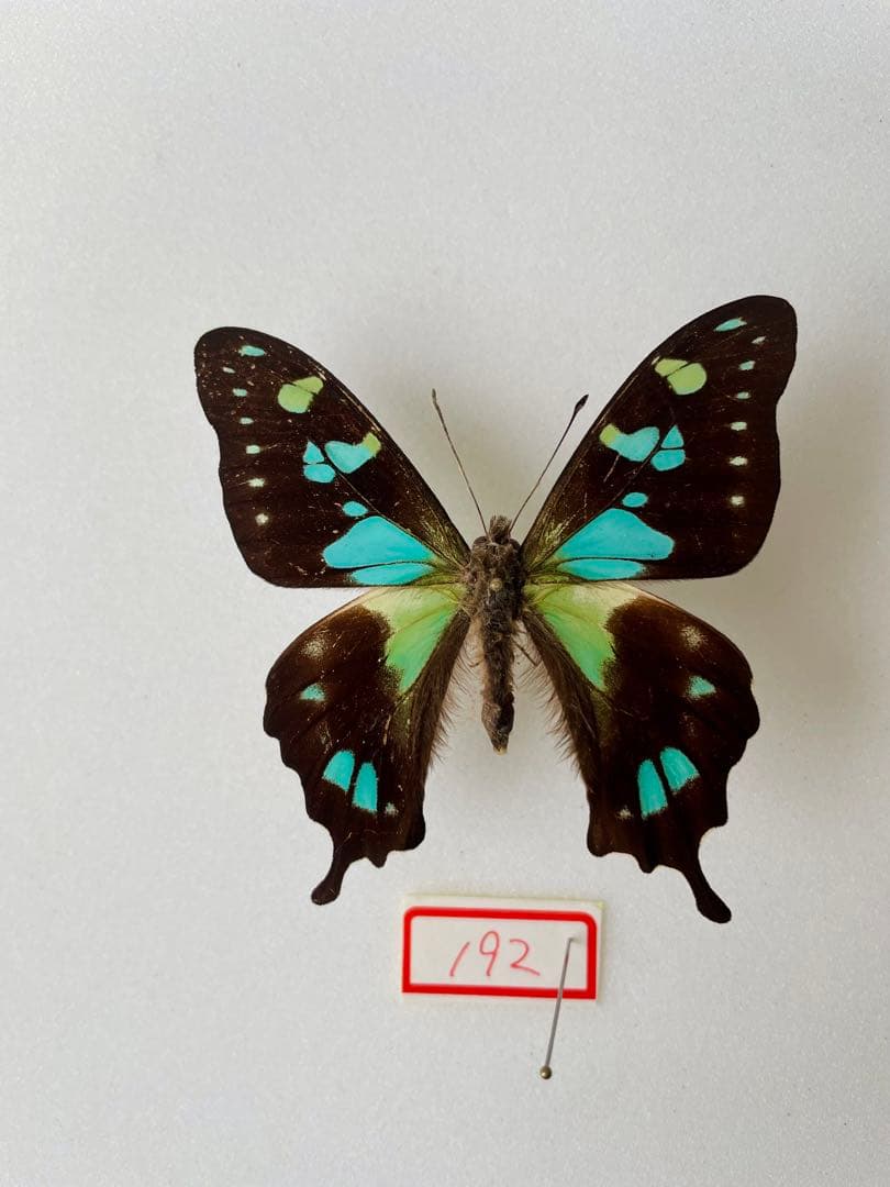 バチャンタイマイ（1オス、バチャン島）