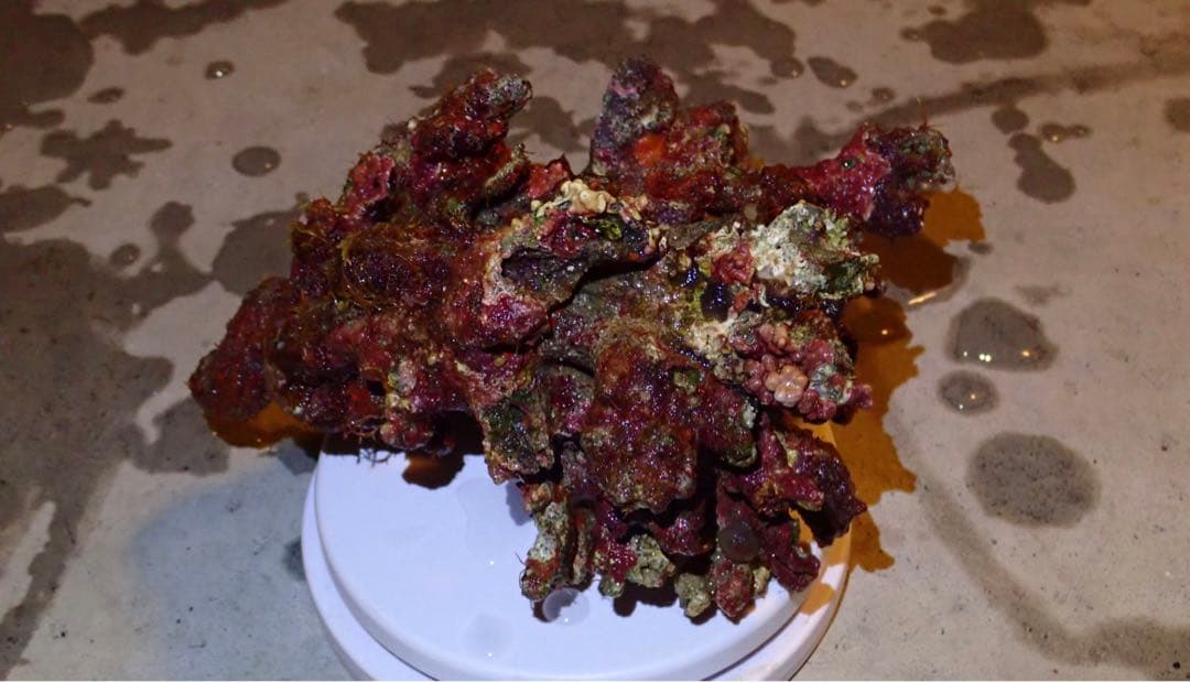 ライブロック　約4.4kg