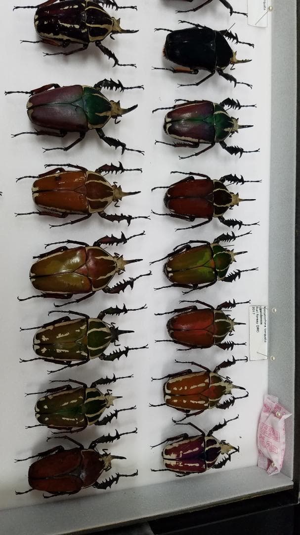 コレクションシリーズウガンデンシス