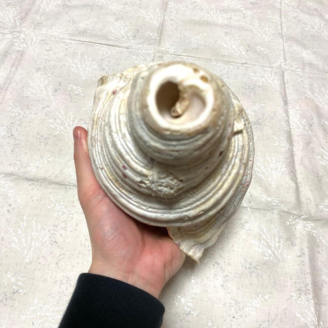 沖縄？ホラ貝 全長31cm 民俗資料 楽器用にも
