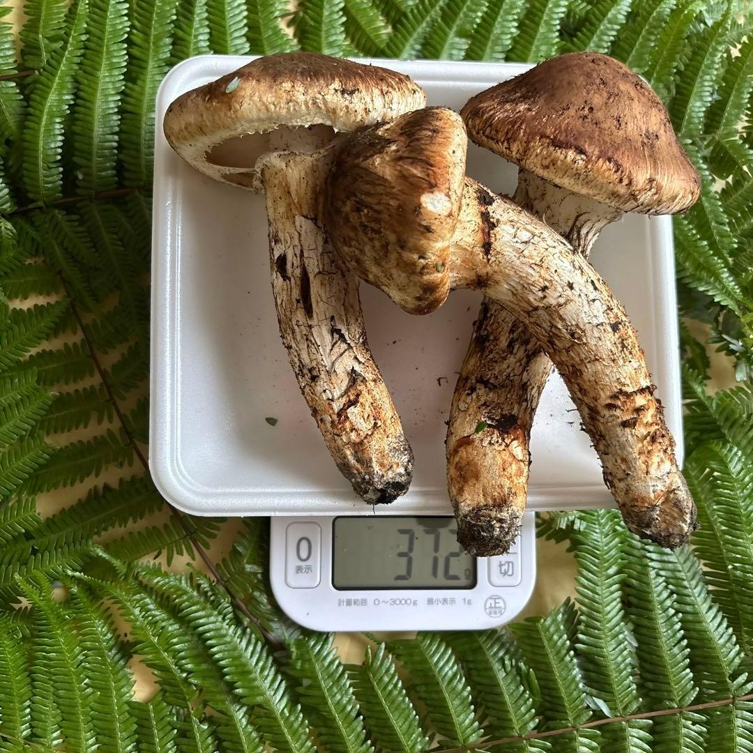 広島県産 松茸３本（372g）3️⃣