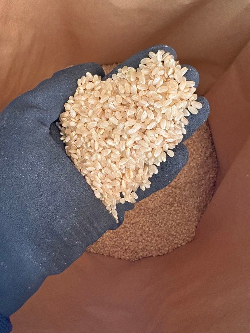 令和7年 新米 コシヒカリ10kg玄米