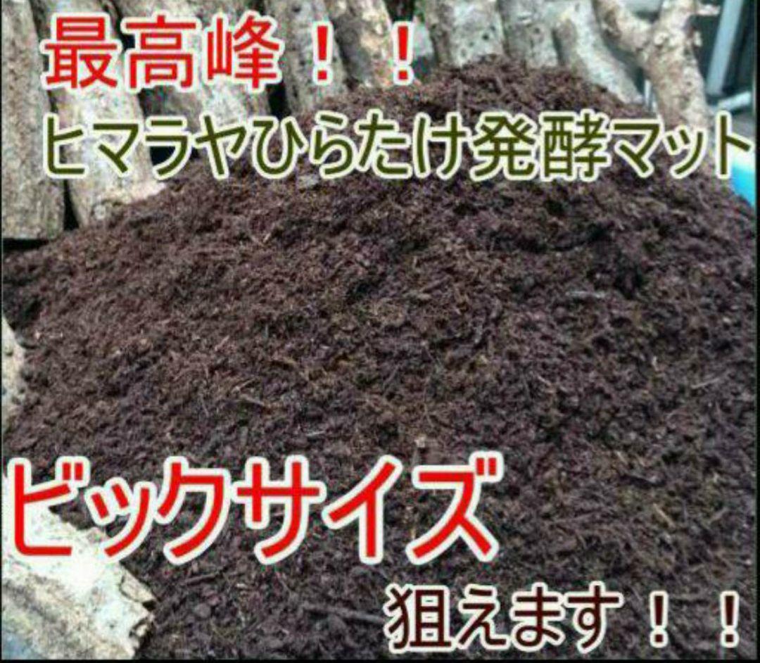 最強のカブトムシマット！300リットル　ヒマラヤひらたけ発酵マット　幼虫が巨大化