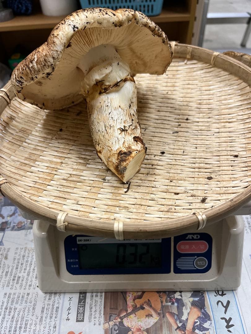 岩手県産松茸　特大開き　2本　今期最終