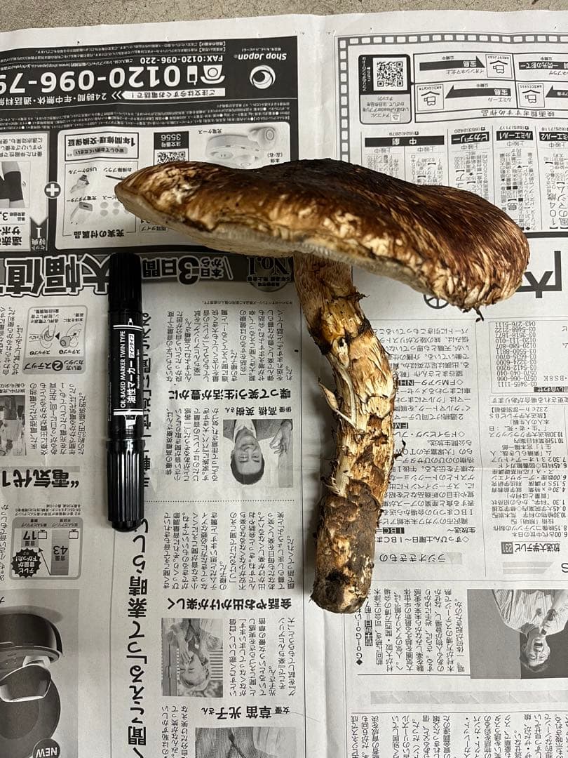 岩手県産松茸　特大開き　2本　今期最終
