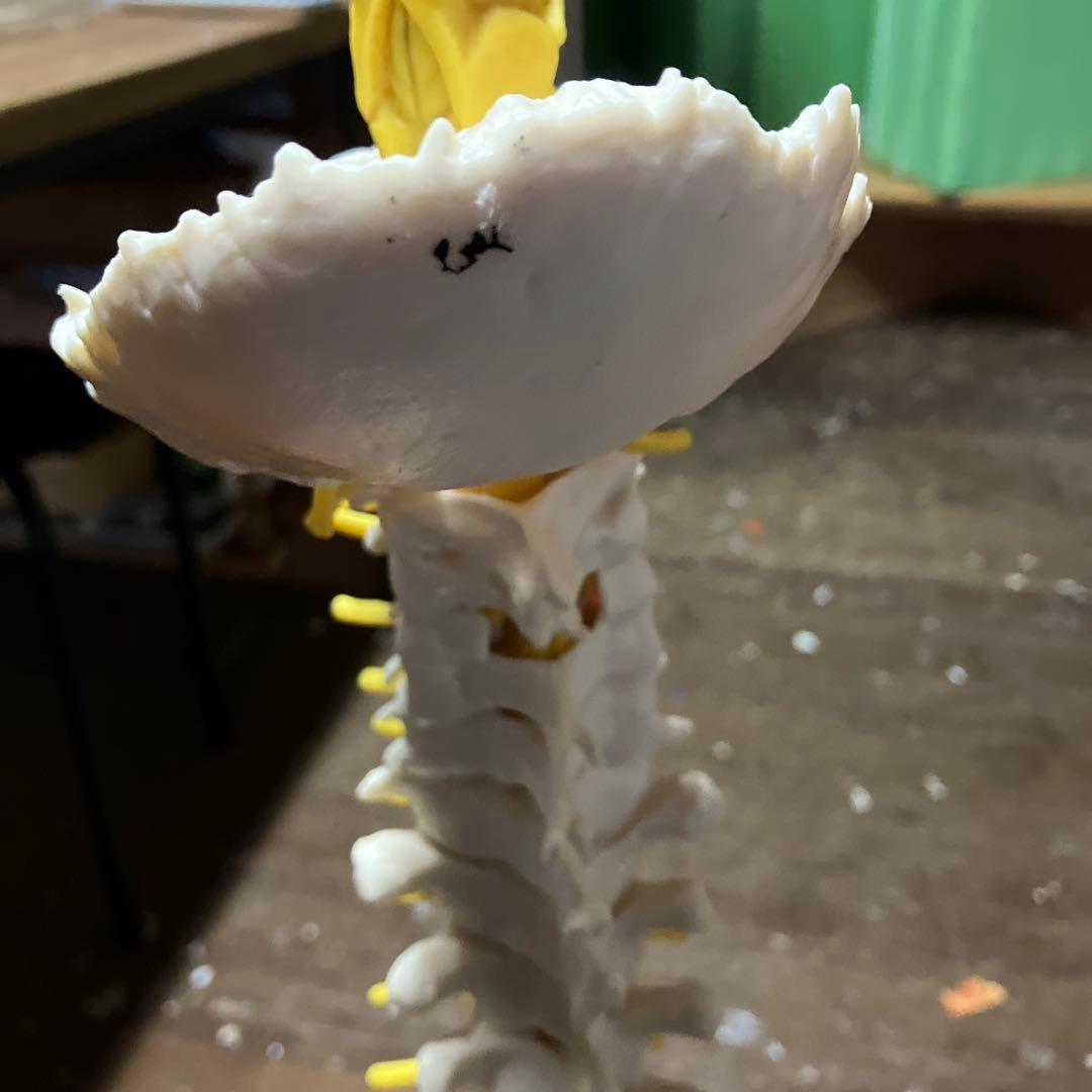 カイロプラクティック　ソムソ　 SOMSO 人体模型