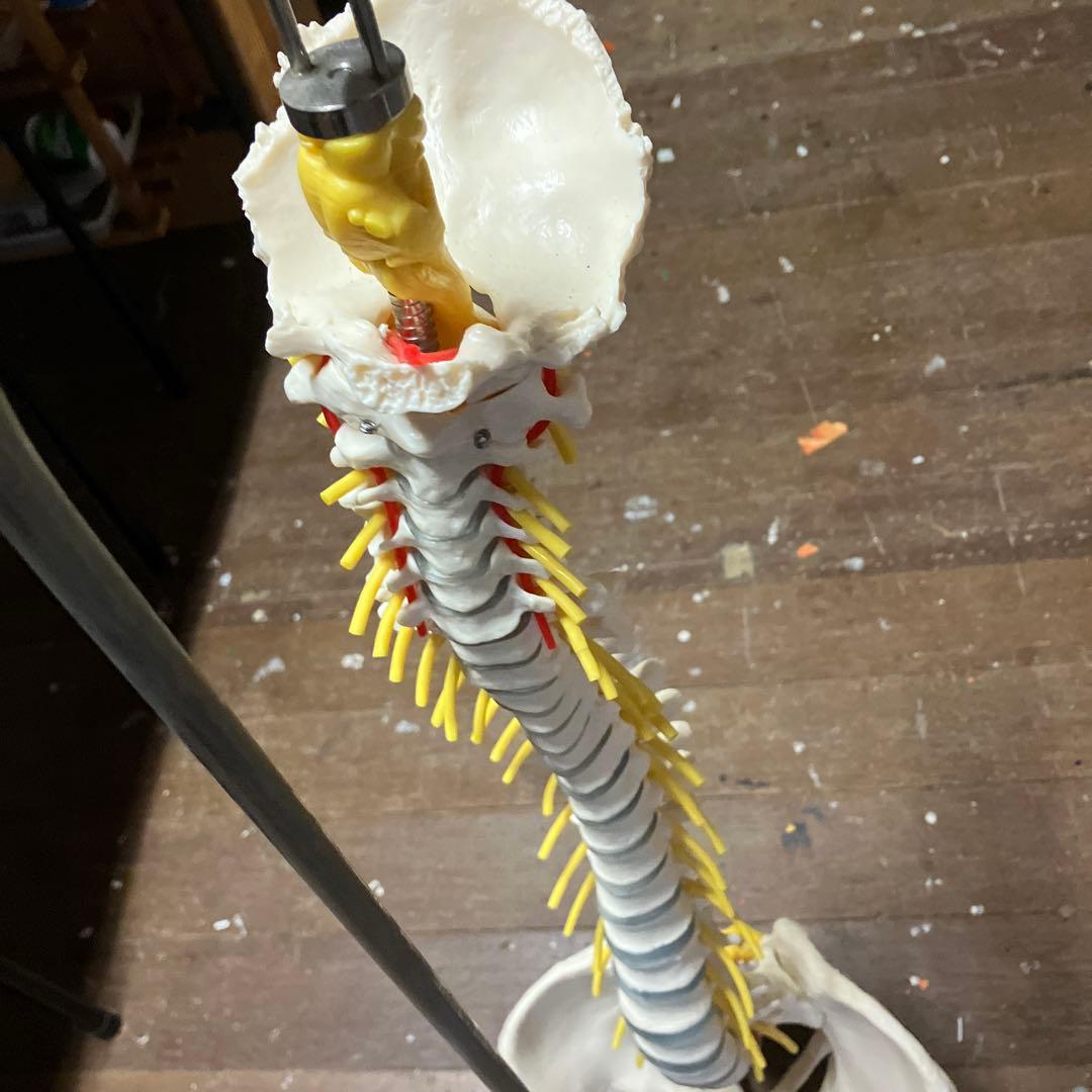 カイロプラクティック　ソムソ　 SOMSO 人体模型