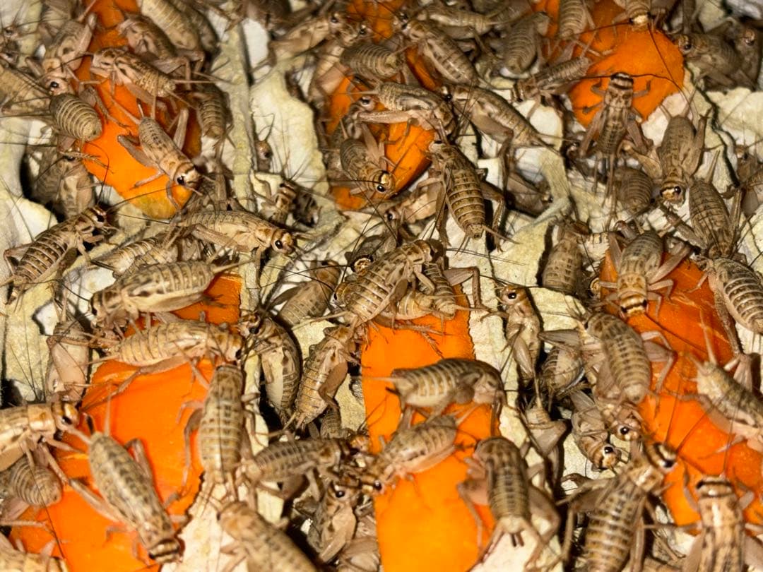 冷凍イエコML約3000匹1kg冷凍コオロギ