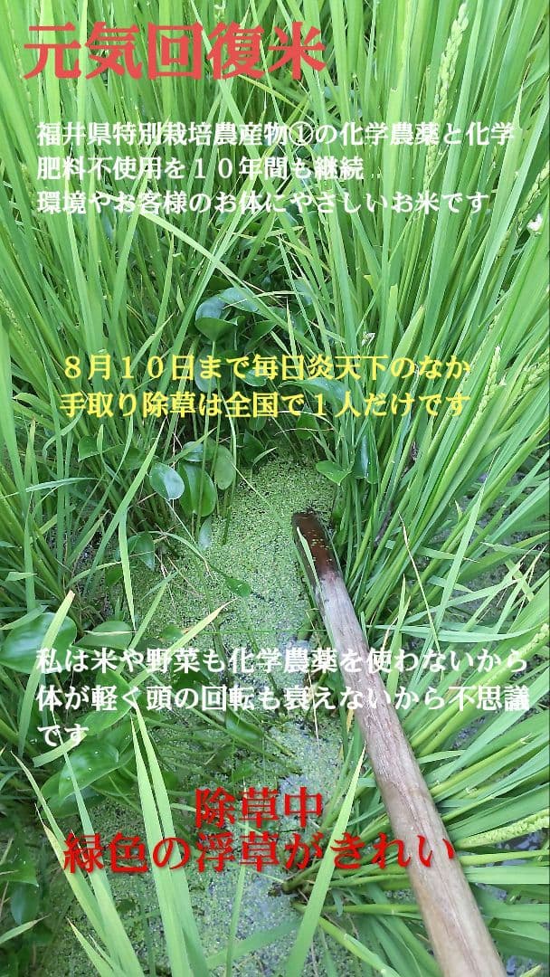 手取り除草は全国で一人だけ ７年産コシヒカリ 玄米10kg 特別栽培①農薬不使用