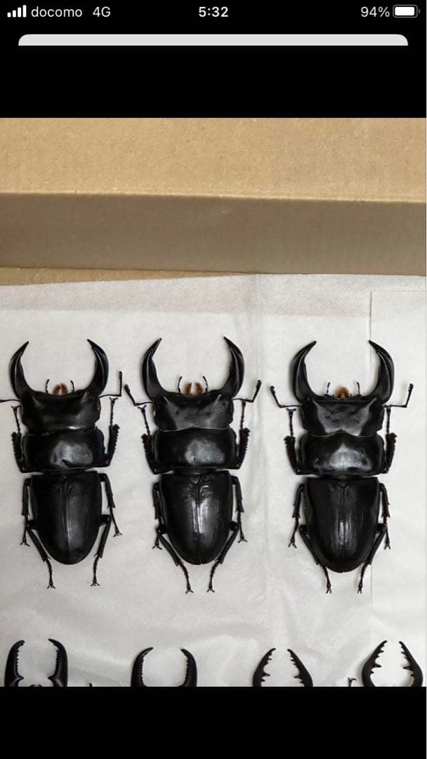 国産クワガタ♂標本セット　※一部欠損あり