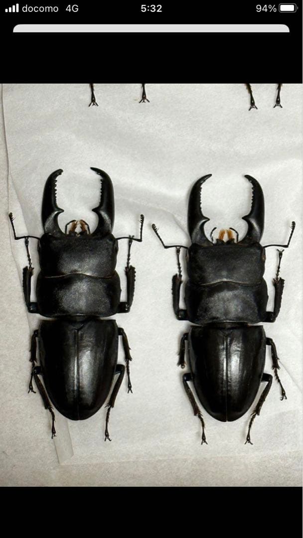国産クワガタ♂標本セット　※一部欠損あり