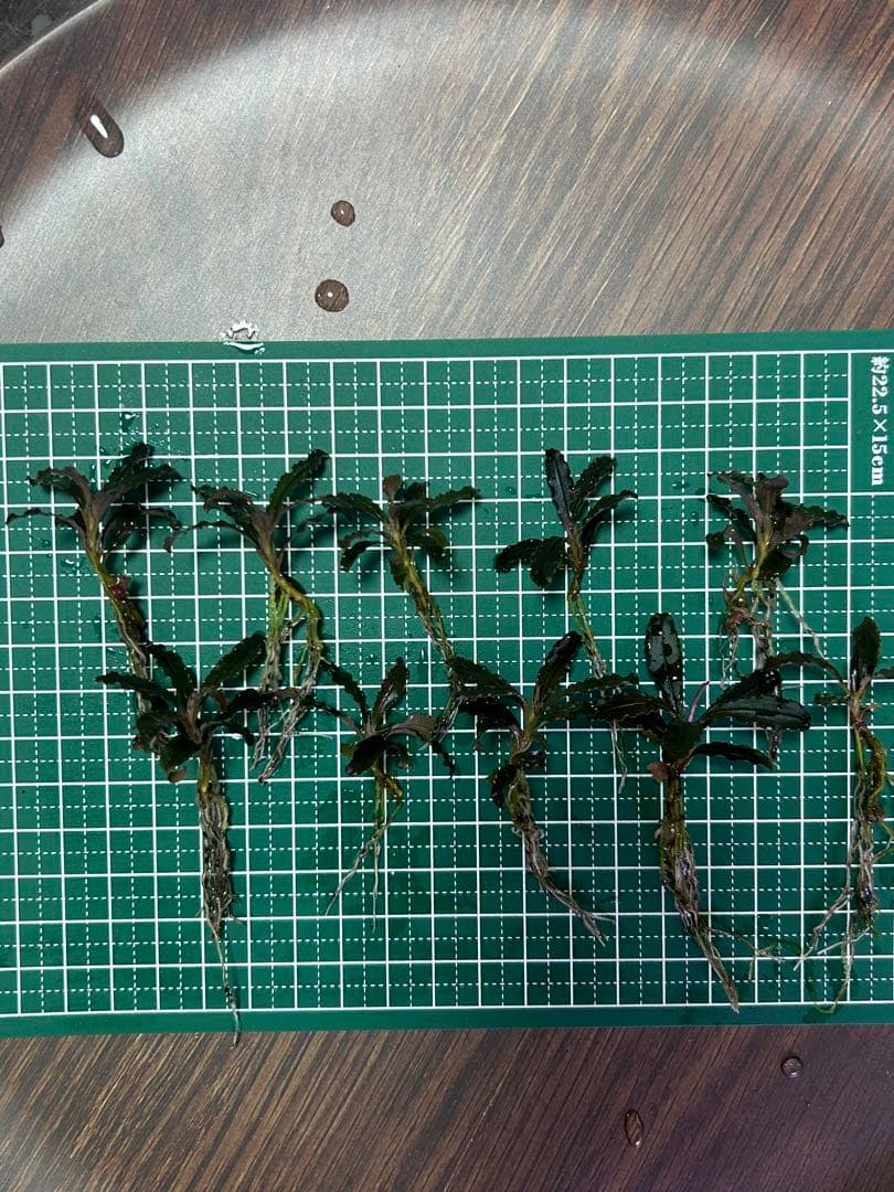 ブセファランドラクダガン レッド（ゴジラ）水上葉25株