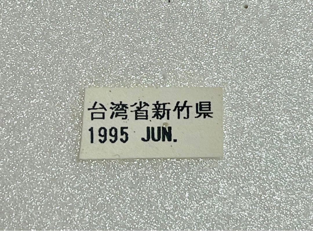 オオムラサキ（1オス・台湾産）