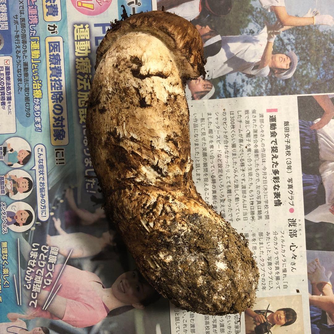 信州産　今年最後のどでかい松茸　約220g 長さ16cm 太さ6cm