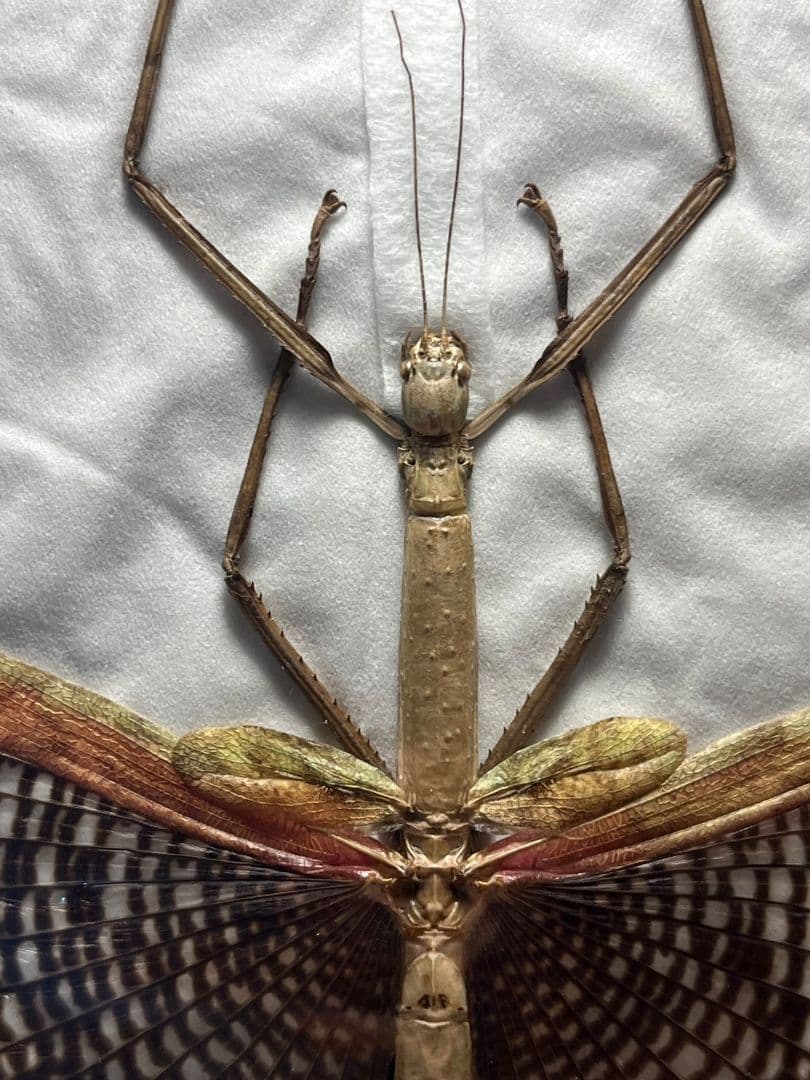 【極美】ブルナナフシ250mm程 コノハムシカマキリマンティス昆虫標本